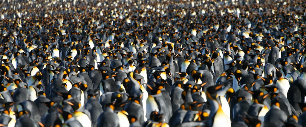 A colony of thousands of King Penguins. The colony fills the entire image, showing no ground or sky. The intent is to evoke a chaotic disorganised scene in need of 'wrangling'.