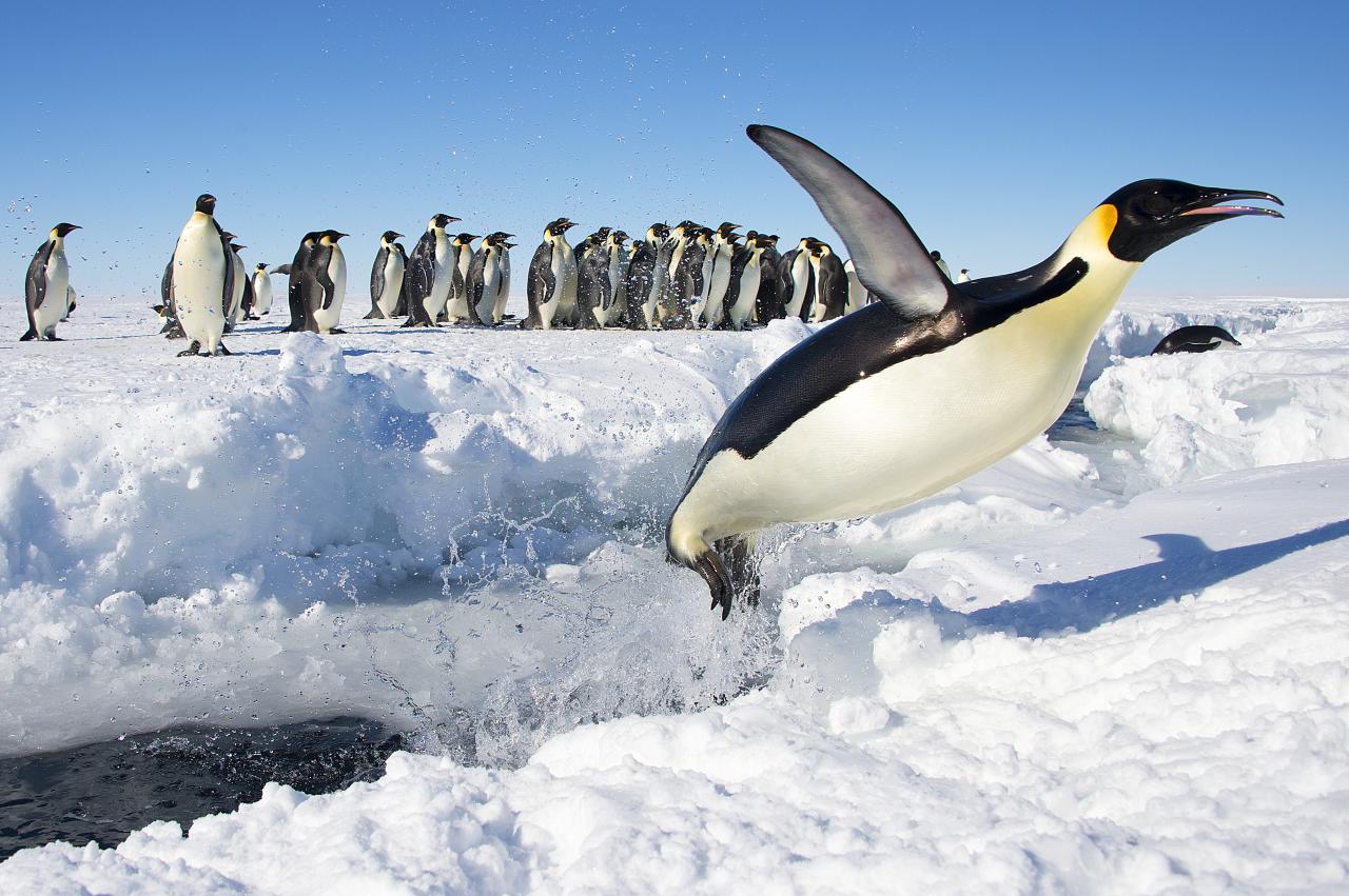Penguin jumping out of hole in icy water, its wing waived as if to say good-bye.
